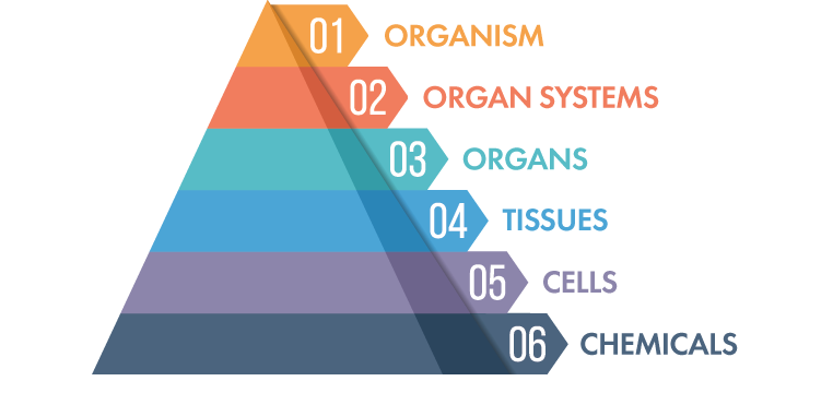 digestive enzymes and probiotics pyramid